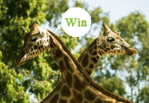 Adelaide Zoo Competition - KernWi-Fi Pty Ltd